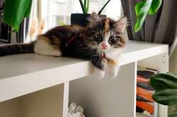 Когда коты внезапно находили себе людей в самых неожиданных местах (фото)