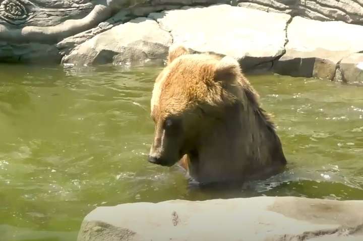 Прохолодні душі та басейни: як рятують від спеки мешканців київського зоопарку (відео)