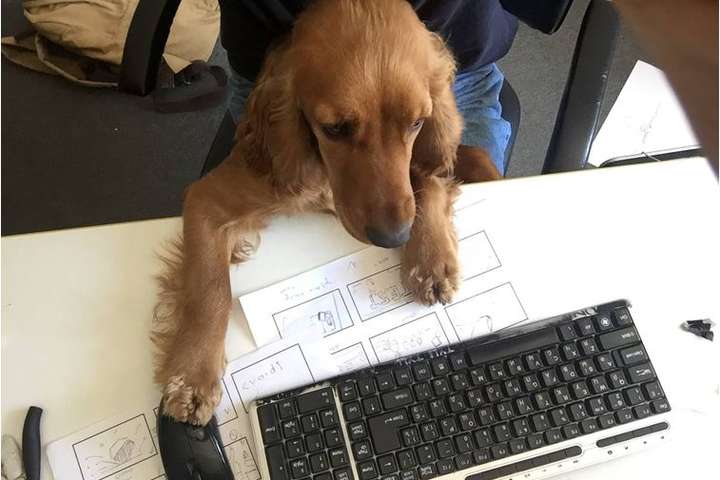На роботу з собакою. Працівники українських компаній прийшли в офіси з улюбленцями