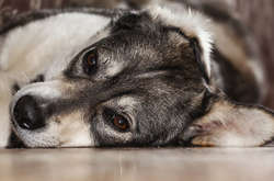 Чоловік завдав чотири удари металевим колуном по тварині