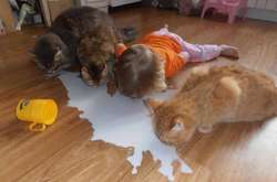 Если у вас есть и дети, и домашние питомцы, то вам никогда не будет скучно. Курьезные фото