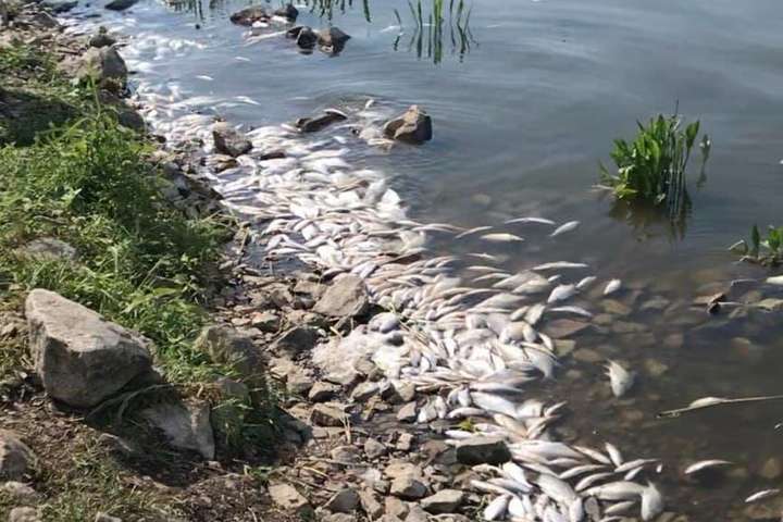 Наслідки аномальної спеки: в річці на Київщині масова загибель риби (фото)