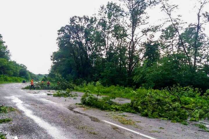 На Буковині вітер повалив десятки дерев на трасу (фото)