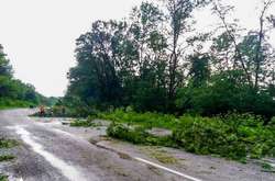 На Буковині вітер повалив десятки дерев на трасу (фото)