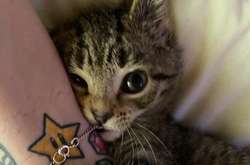 Лучшая кроватка для домашних животных – сам человек. Курьезные фотодоказательства