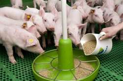 Свині й жито. Рада повернула аграріям ставку ПДВ 20% на деяку продукцію
