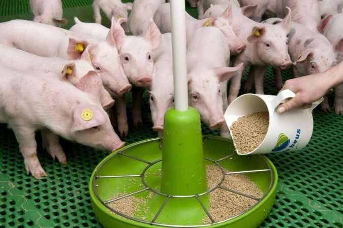Свиньи и рожь. Рада вернула аграриям ставку НДС 20% на некоторую продукцию