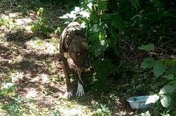 У столичному парку невідомі прив’язали собаку й покинули помирати (фото)