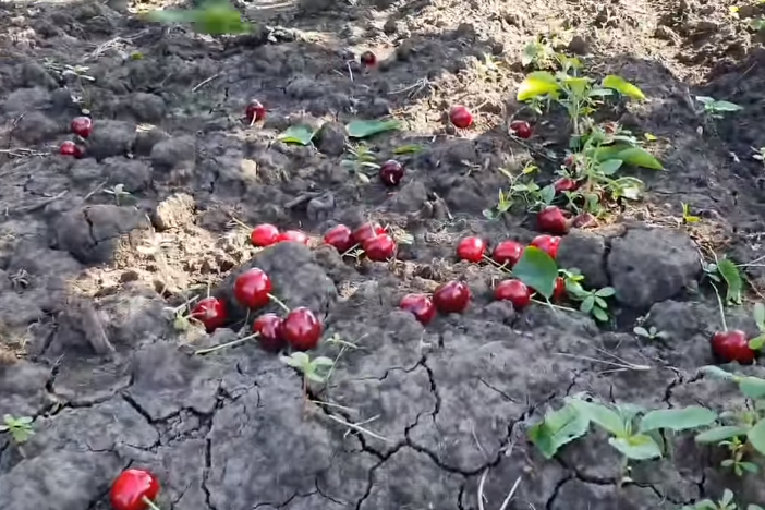 Украинские фермеры уничтожают черешню. Что известно