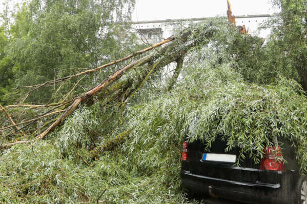У Києві вітер повалив дерево на автомобіль