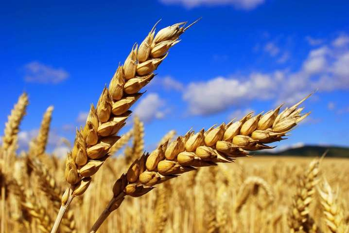 Минагрополитики прогнозирует рекордный урожай зерновых