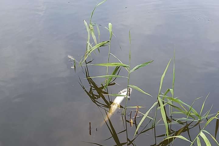 В озері у столичному парку вимерла риба (фото)