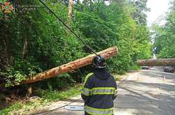 У Києві на дорогу впало дерево, заблокувавши рух (фото)