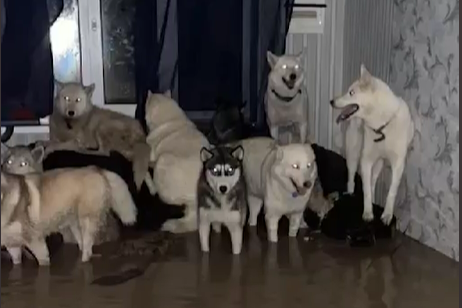 Селище в Росії затопило. Собаки з господинею опинилися в полоні (відео)