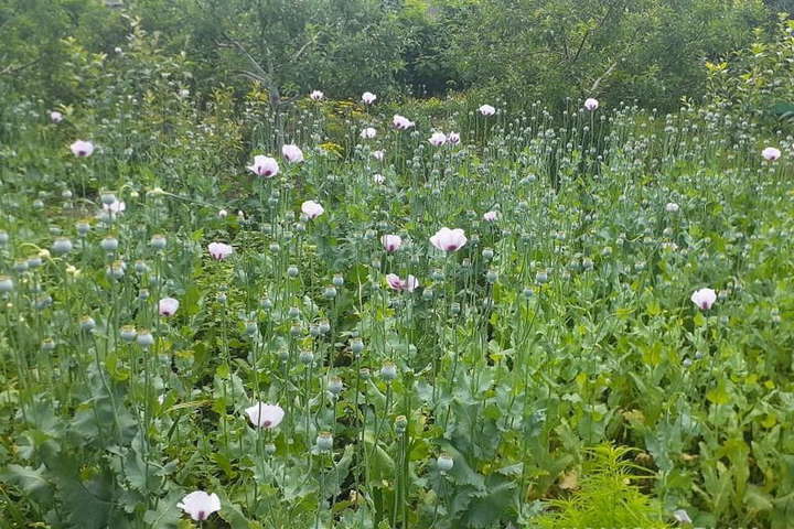 Макові «плантації»: На Вінниччині місцеві вирощували наркотичні рослини (фото)