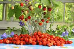  Сьогодні не можна топтати або викидати суницю. Можна накликати біду 