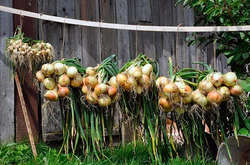 Популярний овоч подорочав через дощі