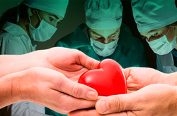 Найбільше пересаджували нирки