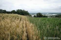 Максимальна ціна на землю прямо корелюється з найвищими врожаями в 2020 році