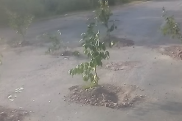 Вишні на трасі. На Київщині люди посадили дерева у вибоїнах (відео)