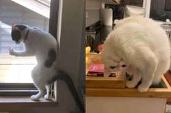 Курьезные фото котиков, которые потеряли неожиданно вышли из строя