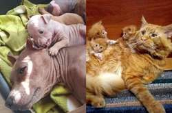 Курьезные фото животных со своими детенышами, которые поднимут вам настроение