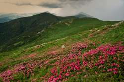 У Карпатах рясно зацвіла червона рута (фото)