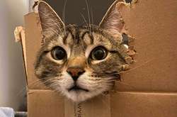 Коты и коробки просто созданы друг для друга. Подборка курьезных фото
