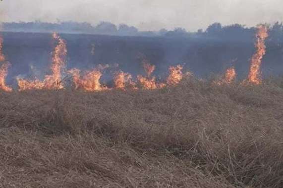 На Одещині удар блискавки спалив пшеничне поле (фото)