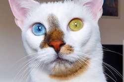 Живое произведение искусства. Над окрасом этих животных природа как следует постаралась (фото)