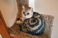 Курьезные фото котиков, на которые можно смотреть так же долго, как на огонь и воду