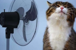 Перед Днем Независимости в Украине снова потеплеет до +26...+28º – и лето закончится проливным дождем