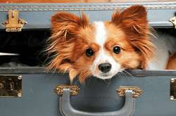 Штати заборонили ввозити собак з понад сотні країн, серед них - Україна