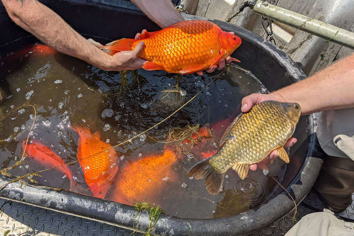 У США гігантські золоті рибки наробили біди в озері (фото)