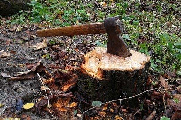 За знищення дерев у Києві комерційну структуру покарали на 700 тис. грн