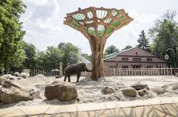 Слону в київському зоопарку подарували велетенського баобаба (фото)