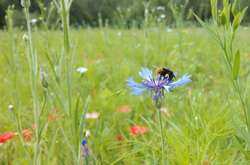 У Дніпрі розквітли перші Мавританські газони (фото)