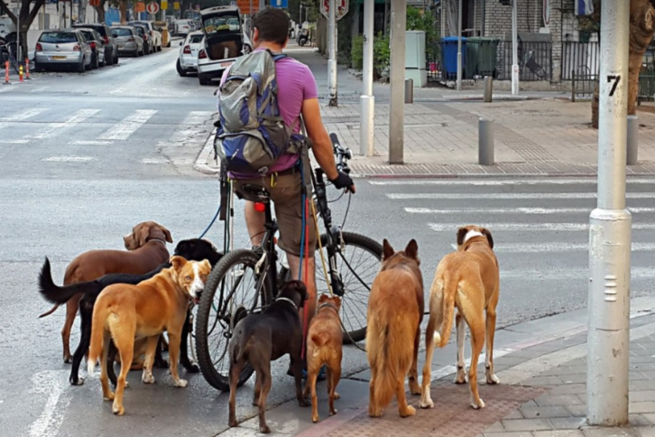 В Ізраїлі придумали, як боротися з власниками собак, що не прибирають за тваринами
