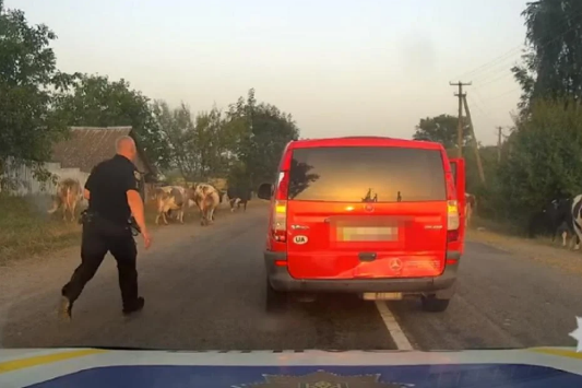 На Житомирщині корови допомогли поліцейським упіймати водія напідпитку (відео)