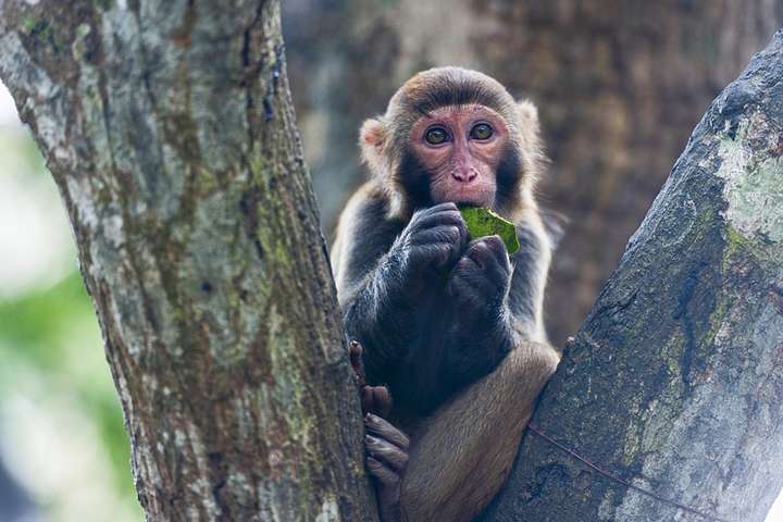 У Китаї людина вперше померла від вірусу мавпи – що про нього відомо