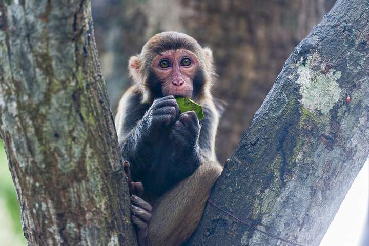В Китае человек впервые умер от вируса обезьяны – что о нем известно