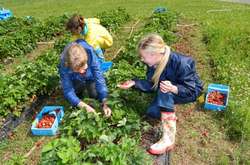 Фінляндія чекає пів тисячі українських заробітчан для збору лісових ягід