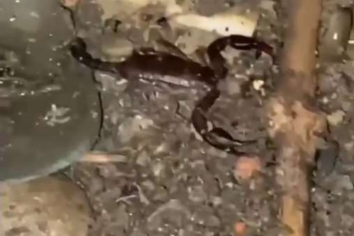 У Кривому Розі місцеві жителі побачили скорпіона (відео)
