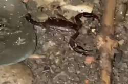 У Кривому Розі місцеві жителі побачили скорпіона (відео)