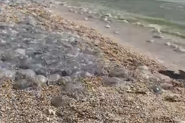 На популярному українському курорті агресують медузи (відео)