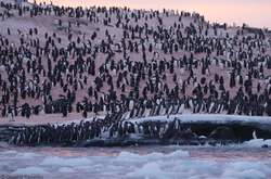 Біля української полярної станції зібралися тисячі пінгвінів (фото)