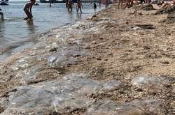 Спеціалісти стверджують, що черговий цикл експансії медуз в Азовському морі незабаром завершиться