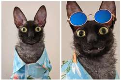 В США котик с дьявольской мордашкой стал звездой соцсетей. Курьезные фото