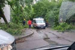 У Києві під час зливи впало близько 150 дерев