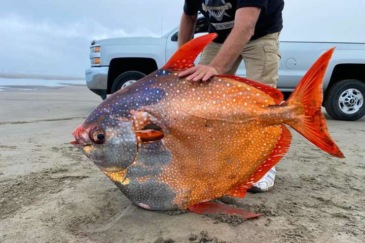 У США на пляжі знайшли унікальну «місячну» рибу (фото)